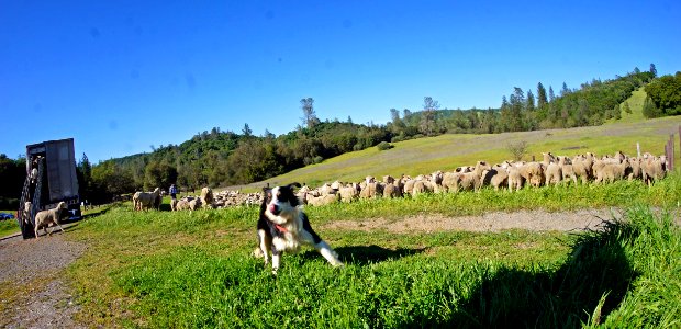 Flocking Back to the Hills of Cronan Ranch photo