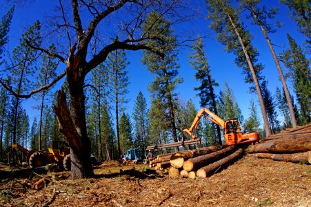 Lily Gap biomass and timber in the Mother Lode Field Office