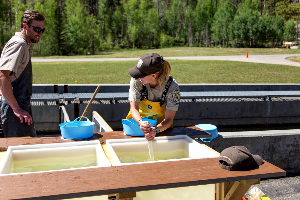 Fish Spawning At Leadville National Fish Hatchery