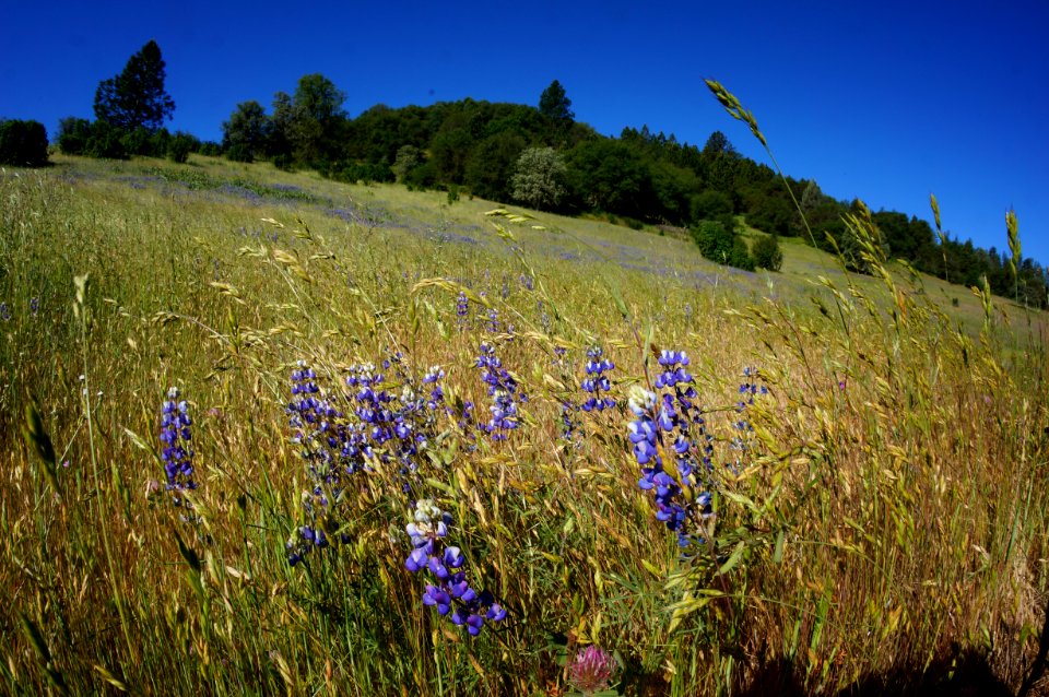 Flocking Back to the Hills of Cronan Ranch