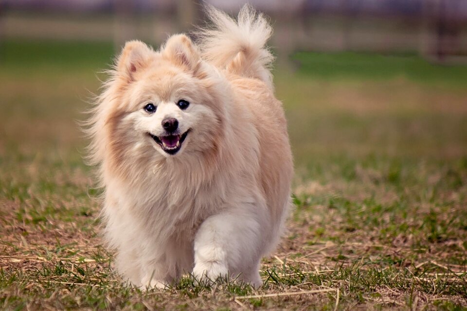 Animal canine furry
