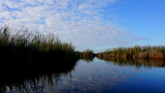 Turner River marsh photo