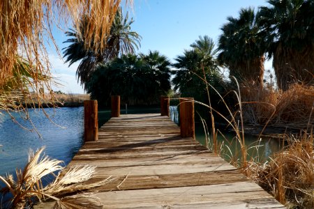 Dos Palmas in California Desert District