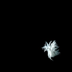 Pluma 3