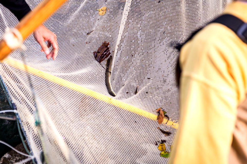 Chesapeake logperch surveying
