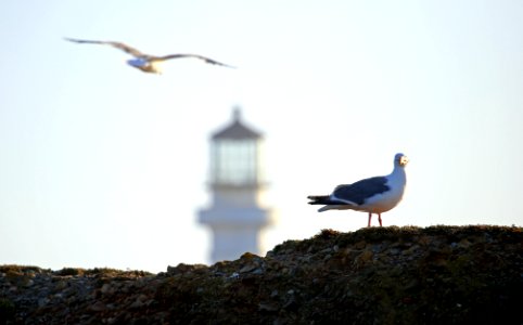 Point Arena-Stornetta unit of the California Coastal National Monument