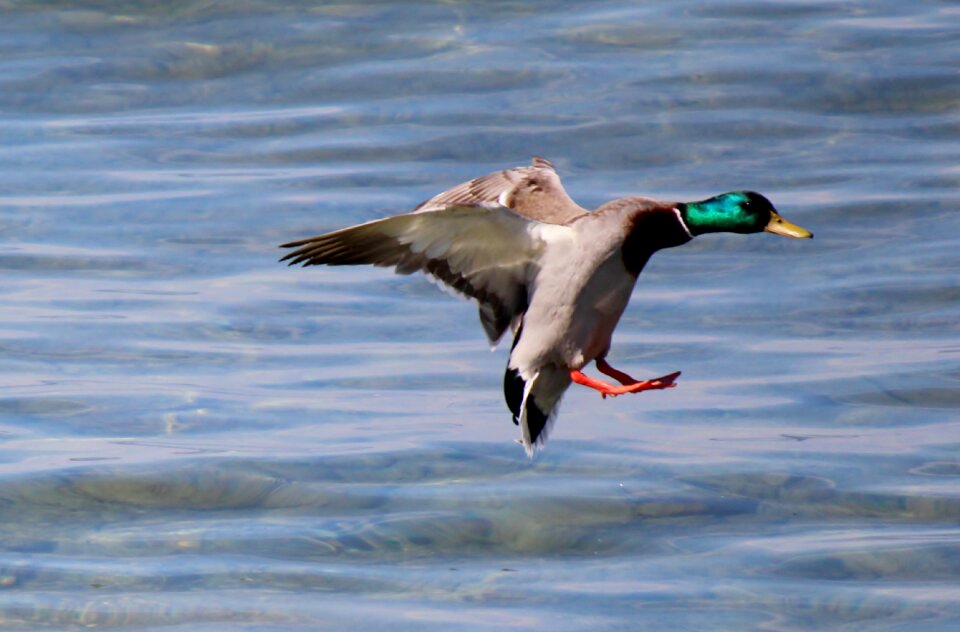 Landing plumage water