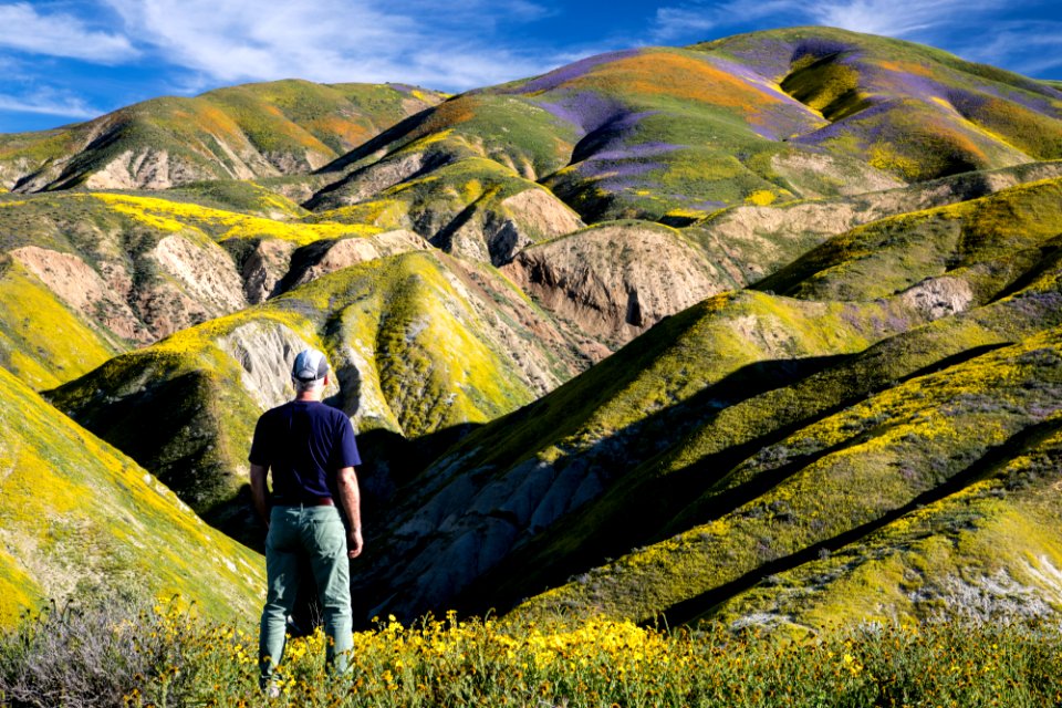 Super Bloom 2017 at Carrizo Plain National Monument