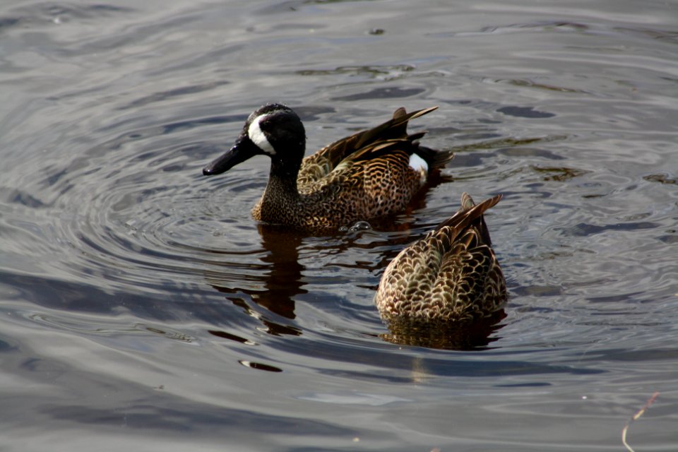 Blue Winged Teal