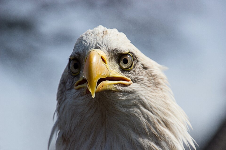 Bird of prey animal portrait close