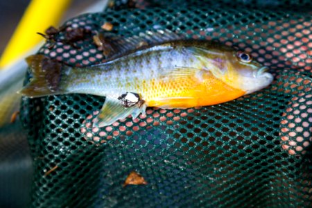 Chesapeake logperch surveying