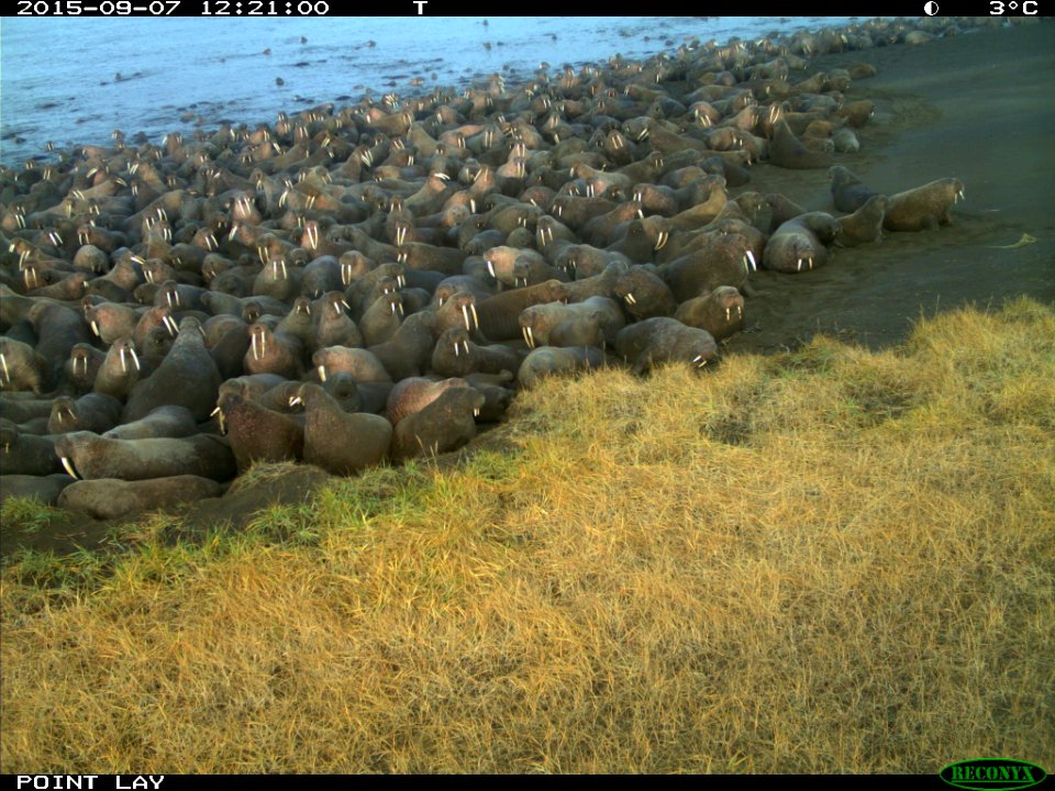 Pacific walrus rest on shore