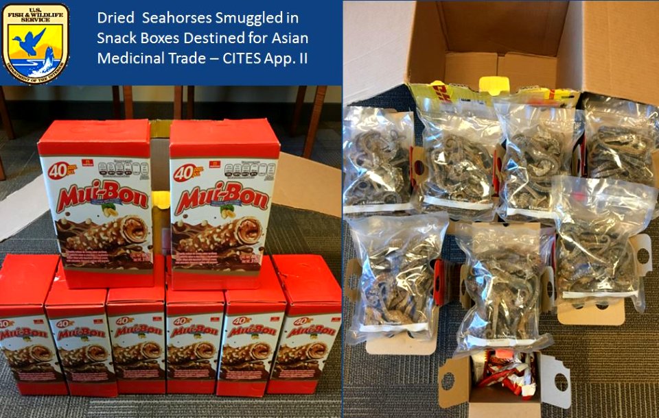 Dried Seahorses Smuggled in Snack Boxes Destined for the Asian Medicinal Trade