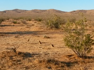 Burrowing Owls Hunting Long-nosed Snake in Ridgecrest Field Office