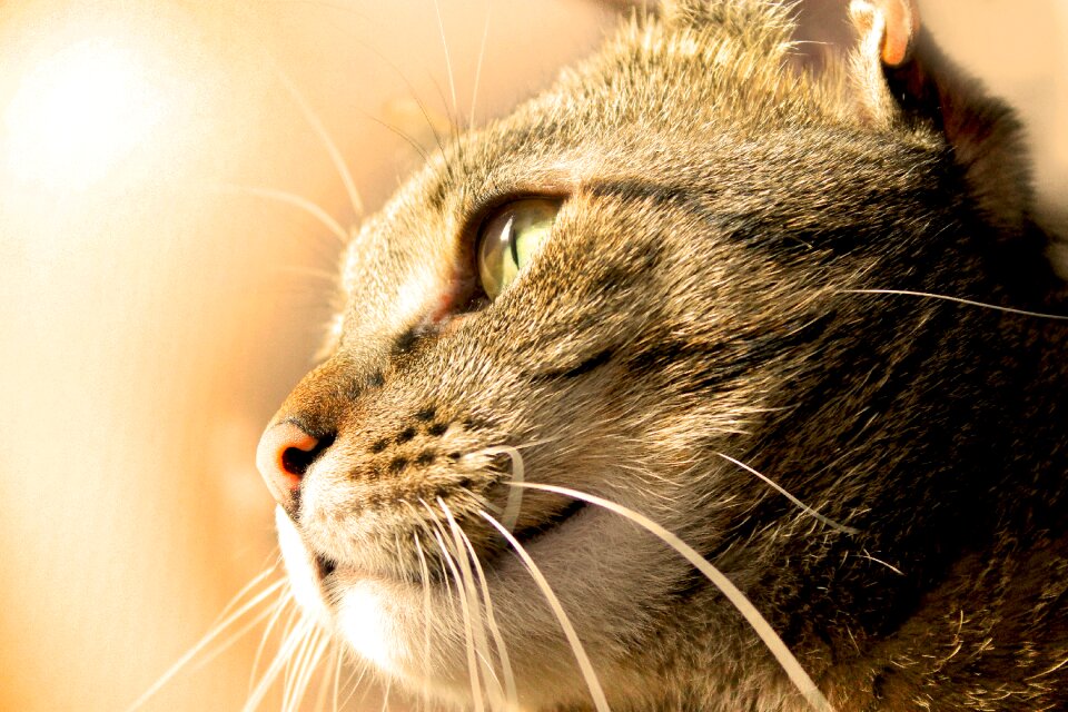 Is watching tabby domestic cat