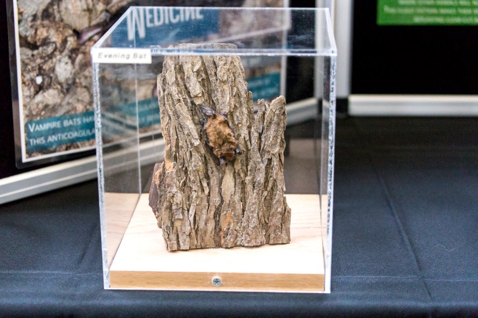 Bat Week 2015