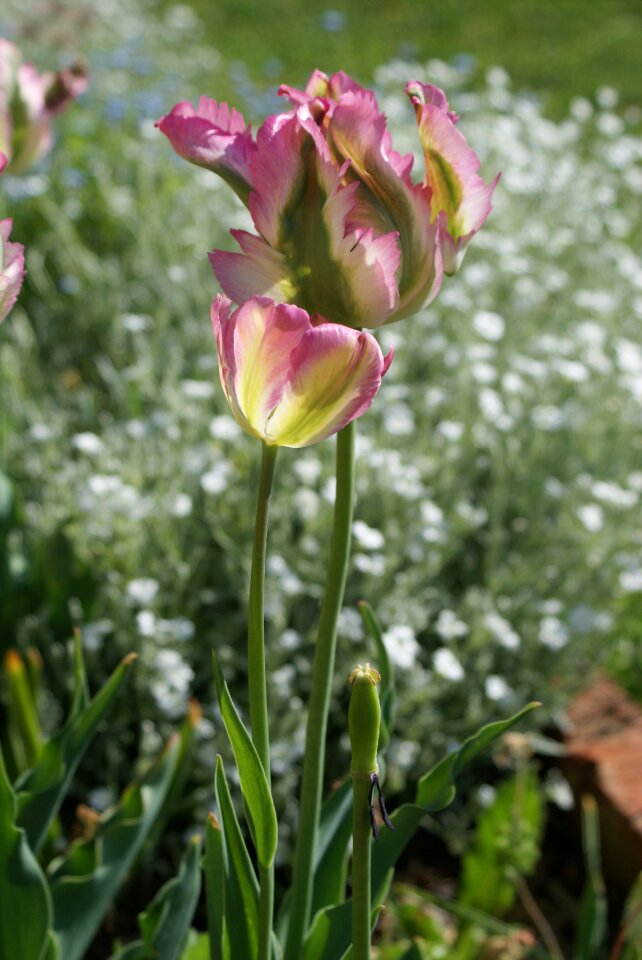 Flower nature plant