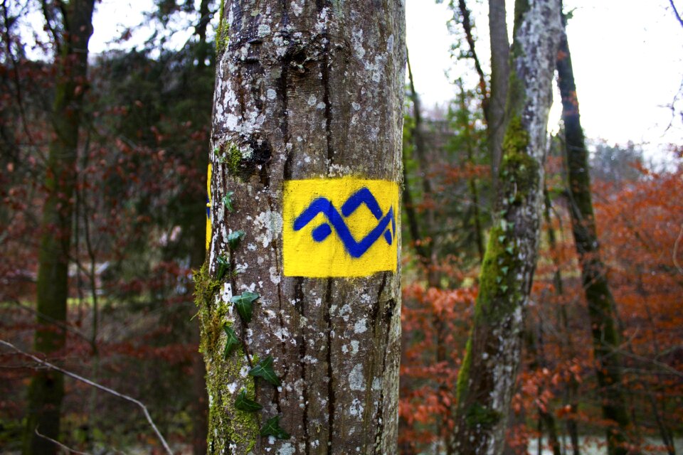 Tree travel europe