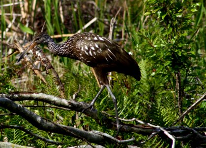 limpkin photo