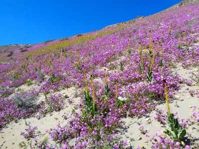 Monvero Dunes in the Central Coast Field Office