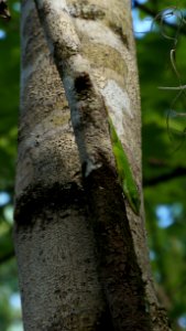 Green Anole photo