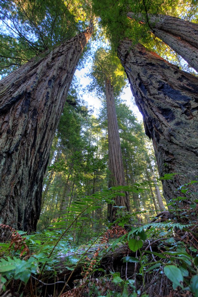 Headwaters Forest Reserve