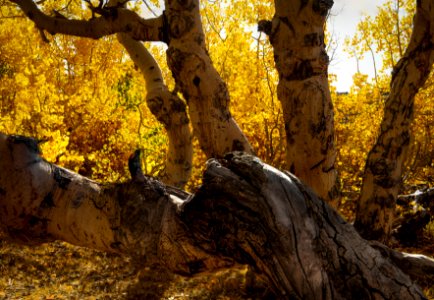 Bodie Hills Fall Colors photo