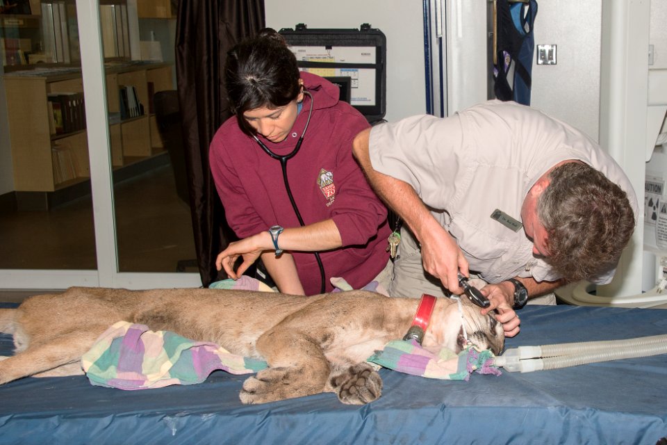collier county panther health assessment 1 apr 29 2016