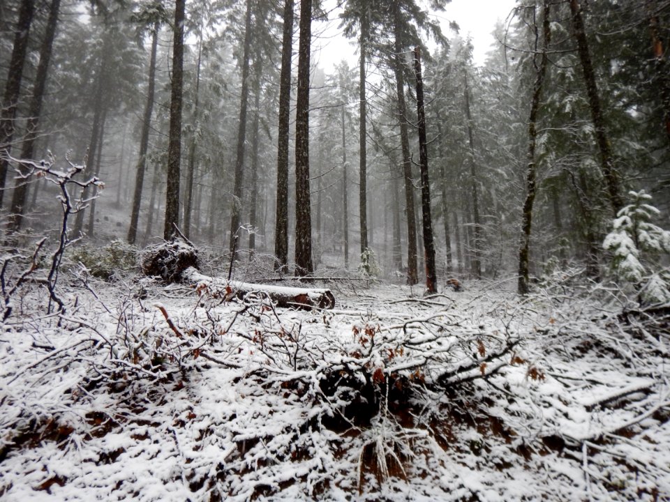 Snowy Forest, Interlakes Stewardship Sale