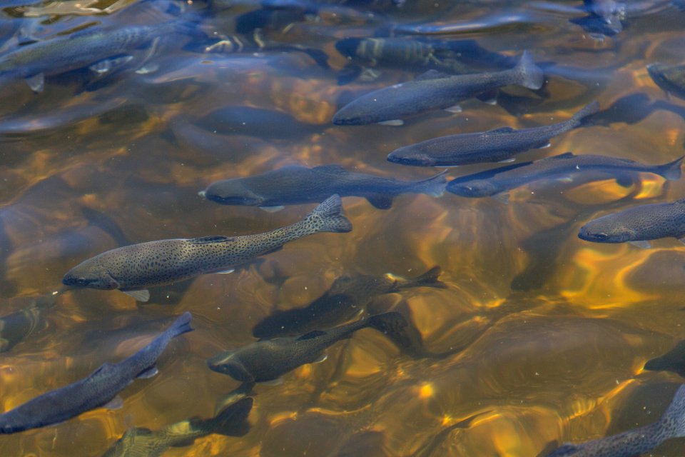Feeding rainbow trout at Leadville National Fish Hatchery