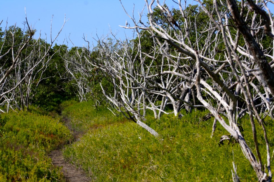 Coastal Prairie Trail EVER