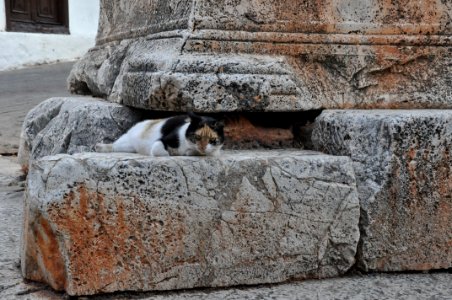 Kaş-Kedi2