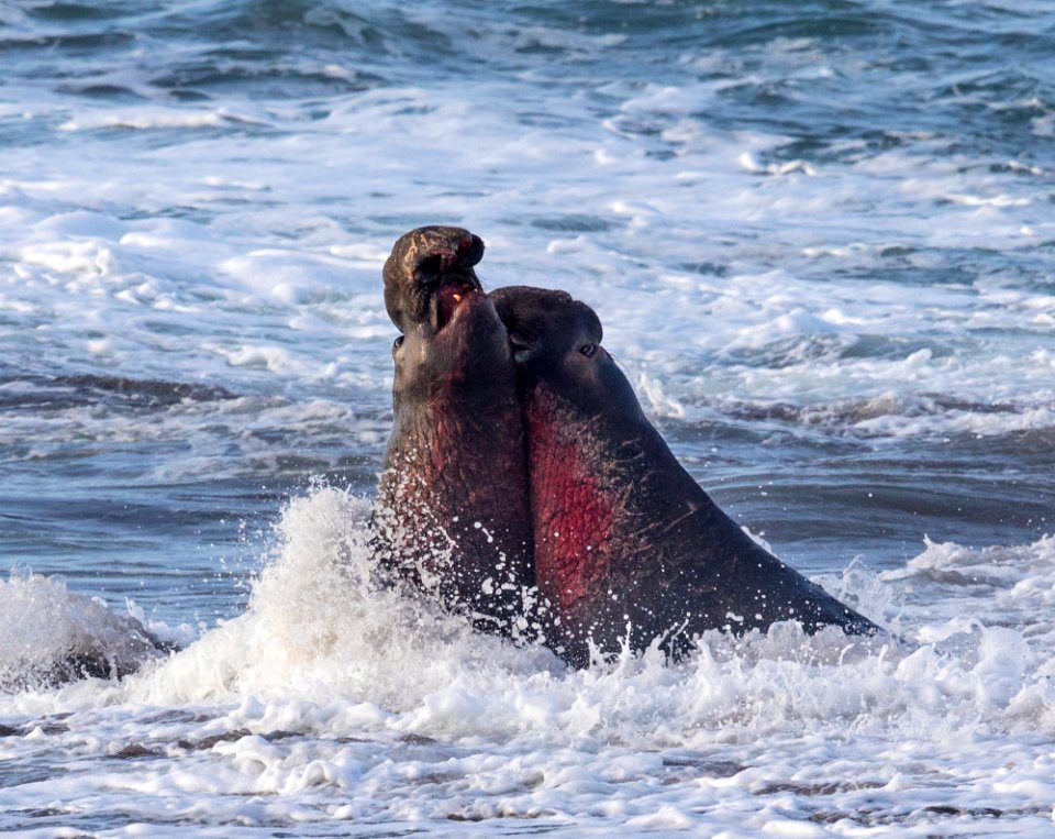 Piedras Blancas Light Station