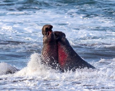 Piedras Blancas Light Station
