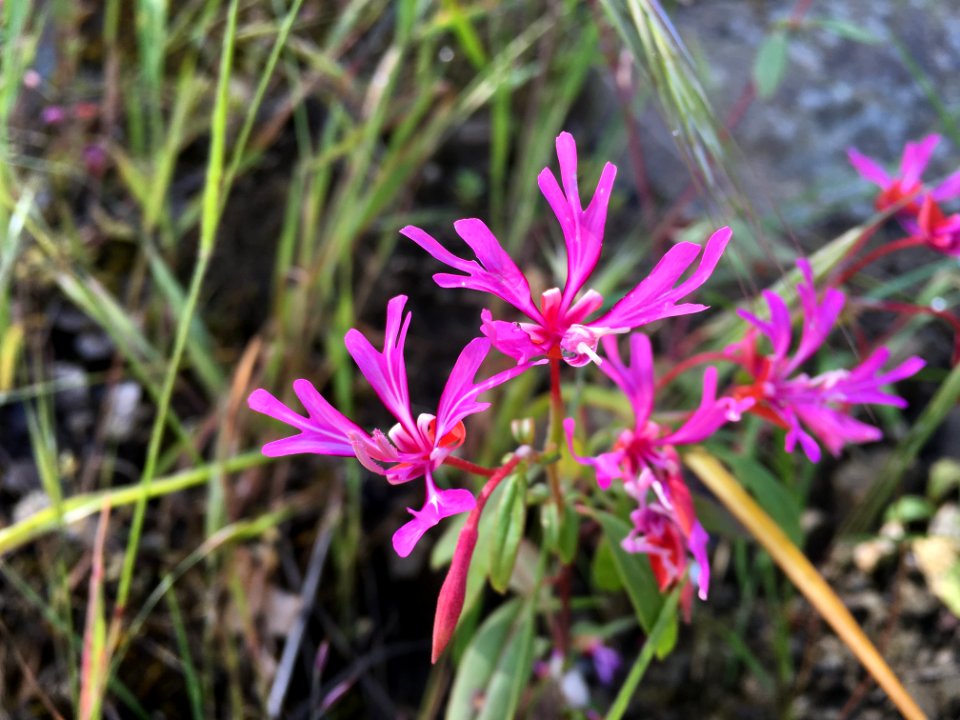 BLM Arcata Field Office Wildflowers