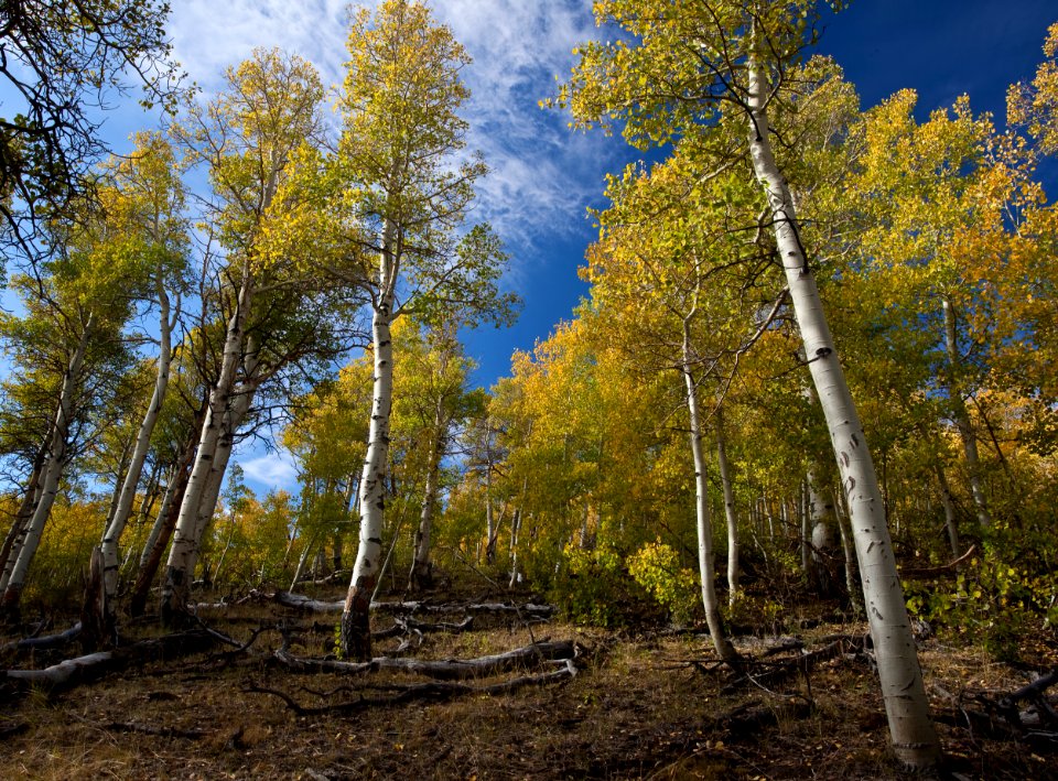 Conway Summit Area of Critical Environmental Concern