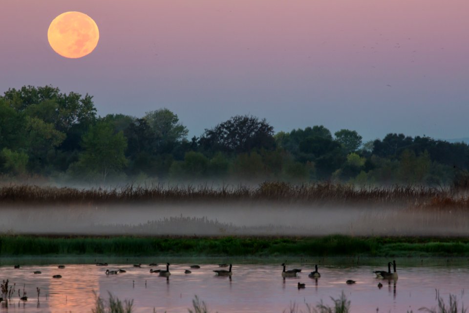 Cosumnes River Preserve