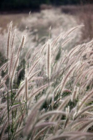 Grass plant Free photos