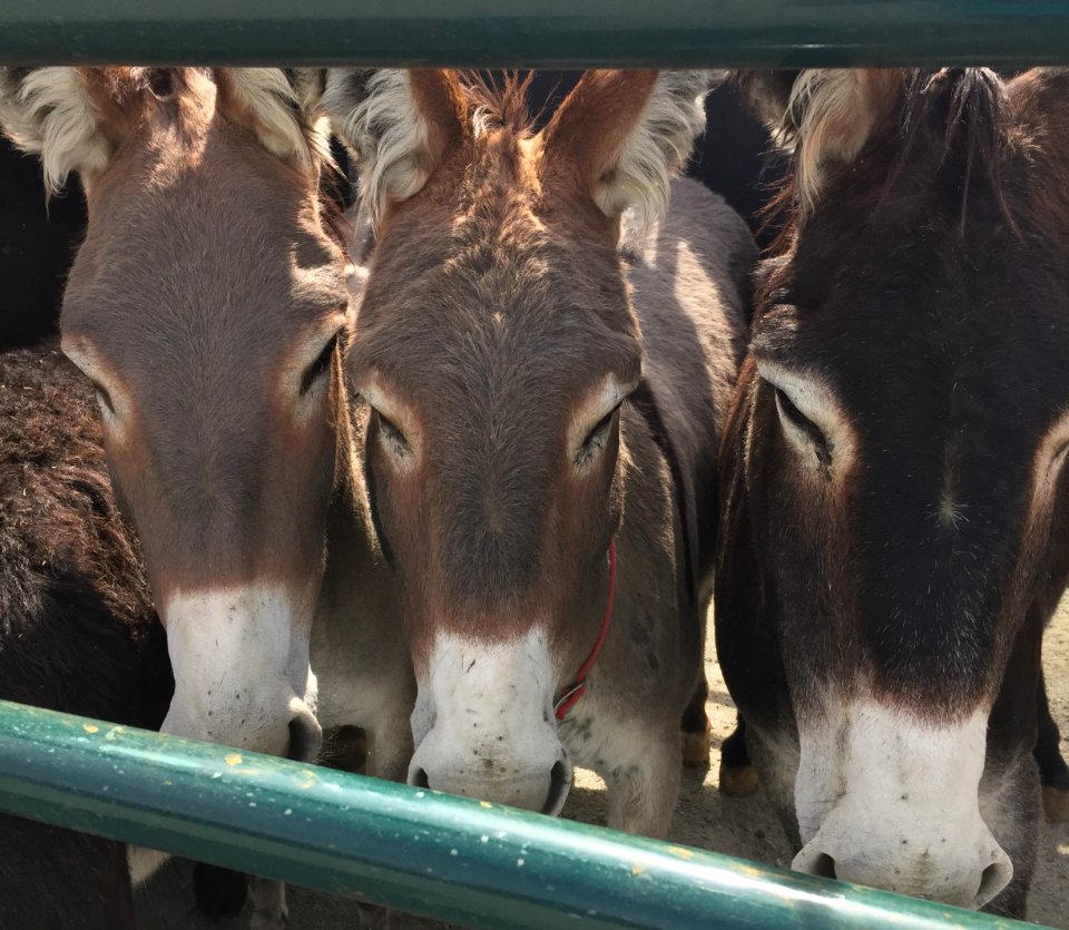 Donkey S
