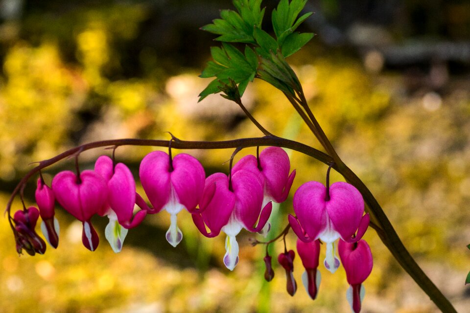 Flower pink garden plant
