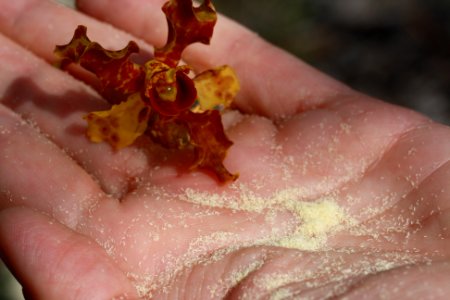 Cowhorn Orchid and seeds photo