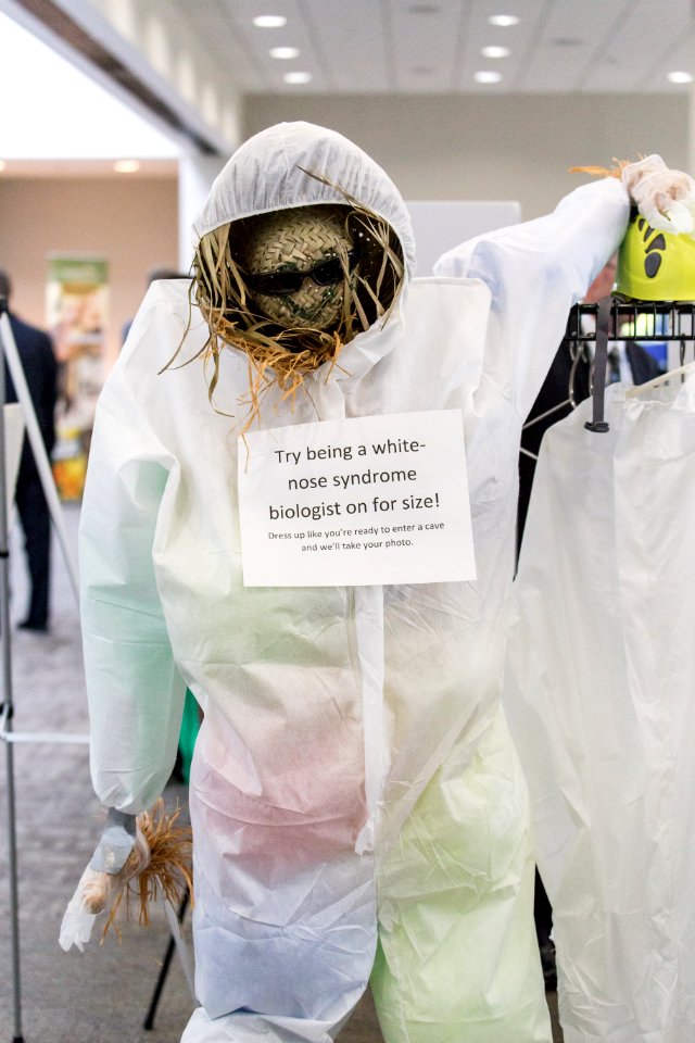 White-nose syndrome scarecrow 1
