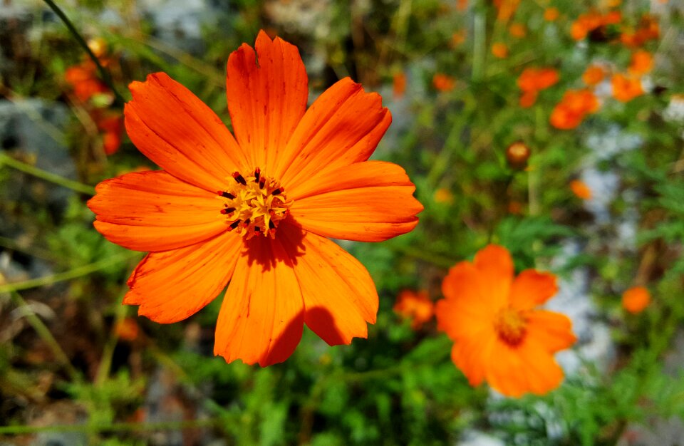 Autumn nature plants