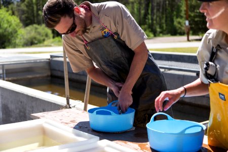 Fish Spawning At Leadville National Fish Hatchery