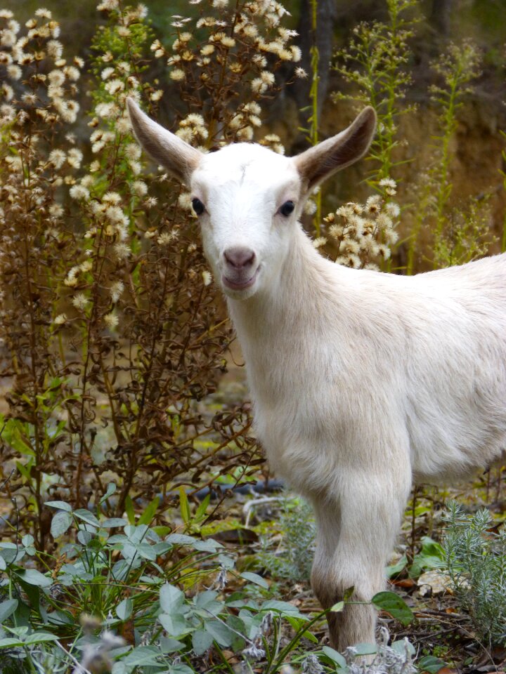 Goat breeding newborn
