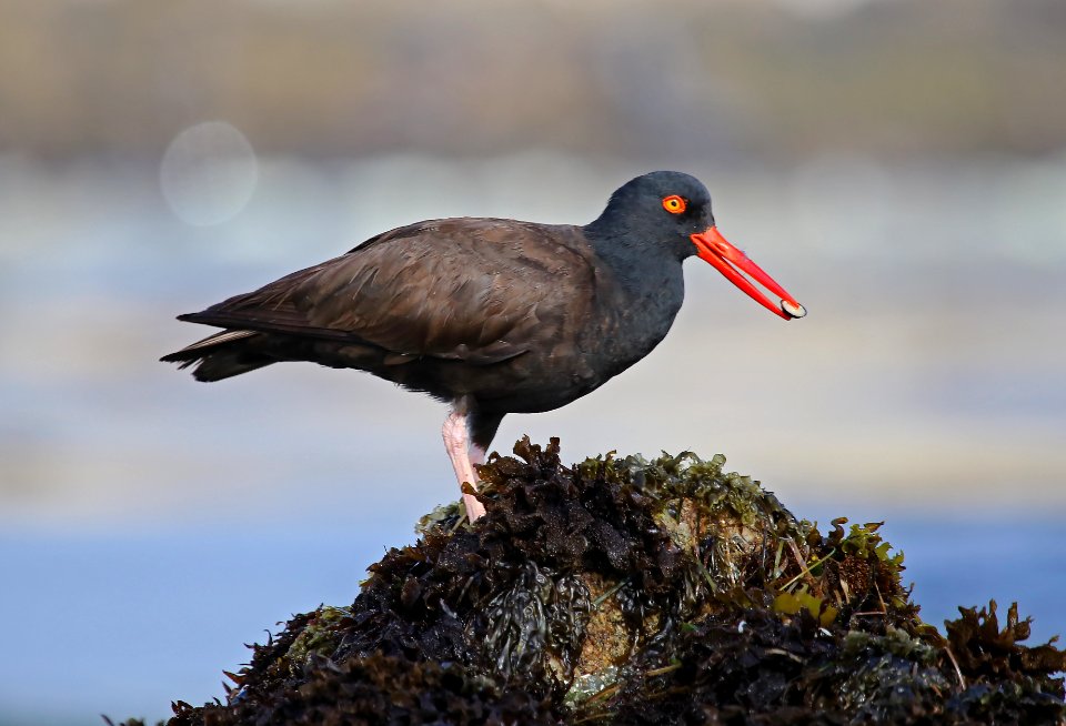 Black Oystercatcher at Pebble Beach