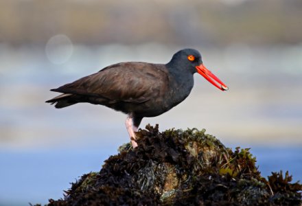 Black Oystercatcher at Pebble Beach photo