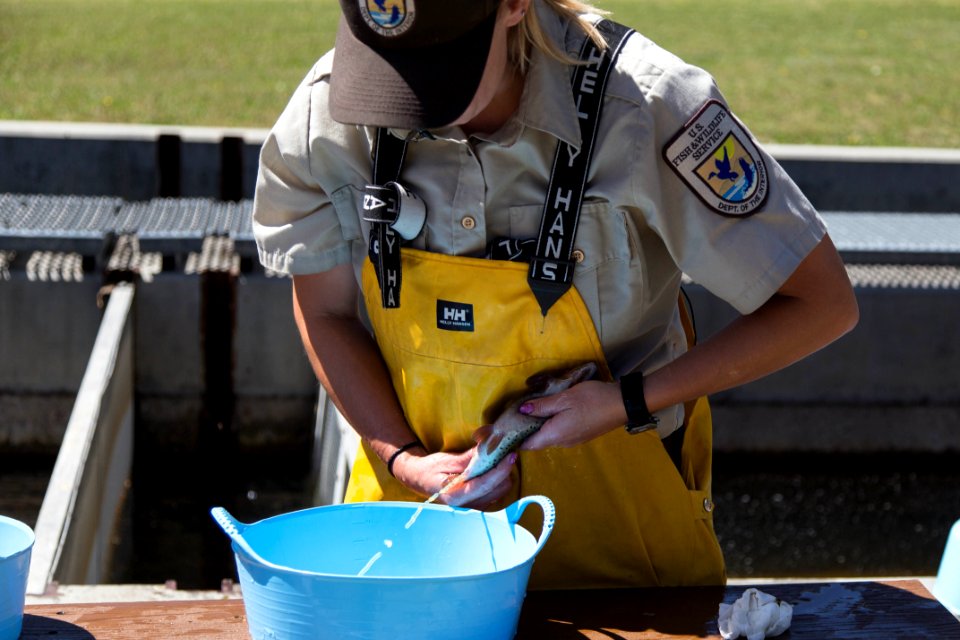 Fish Spawning At Leadville National Fish Hatchery