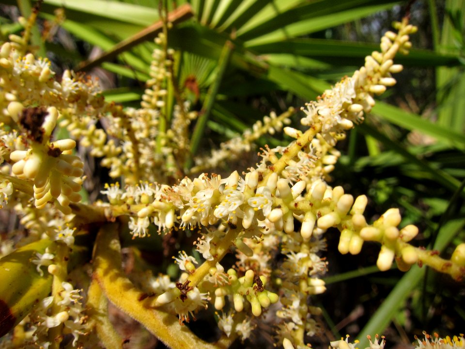 Saw Palmetto flowers