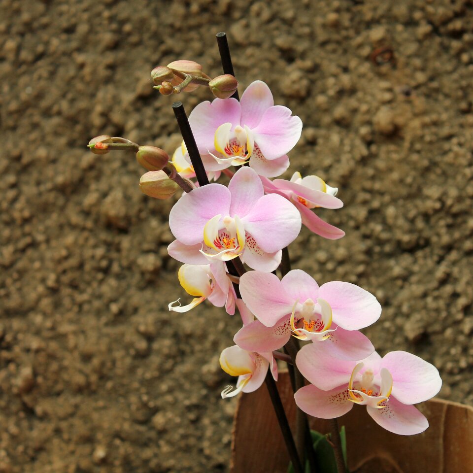 Pink plant flowers